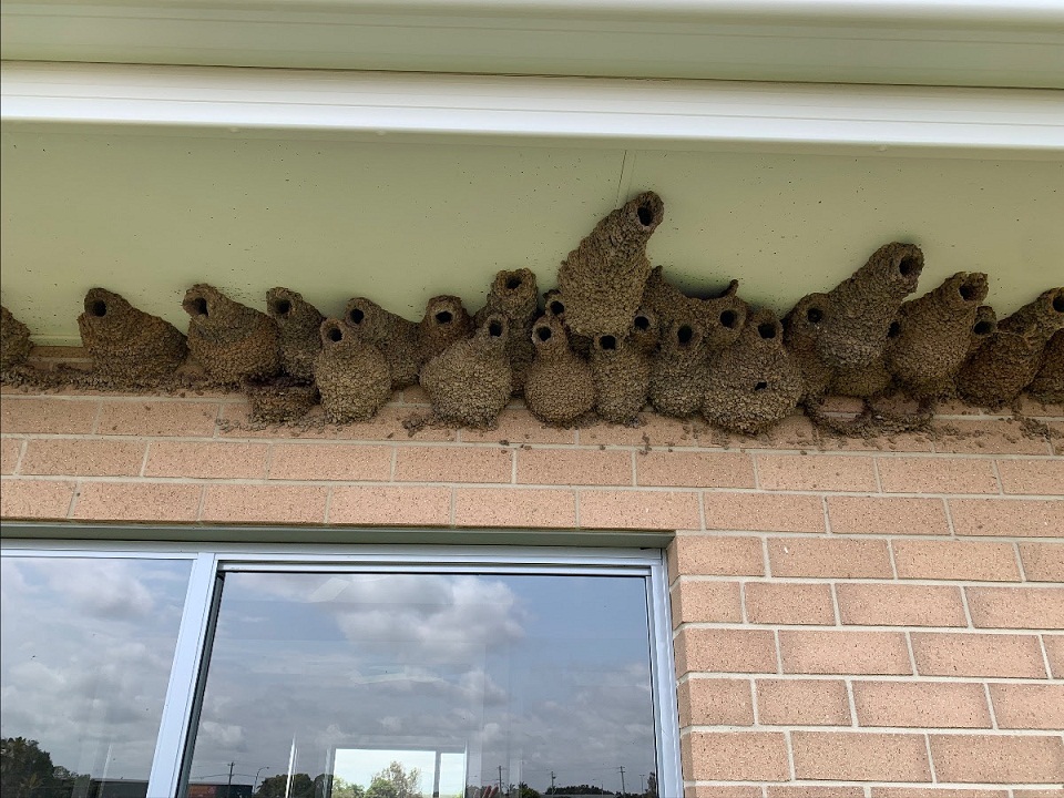 We came across this multi-home project down in Ballina where some birds had set themselves up rather comfortably.  This was one part of the job that couldn't be completed as there were birds flying in and out of the nests.